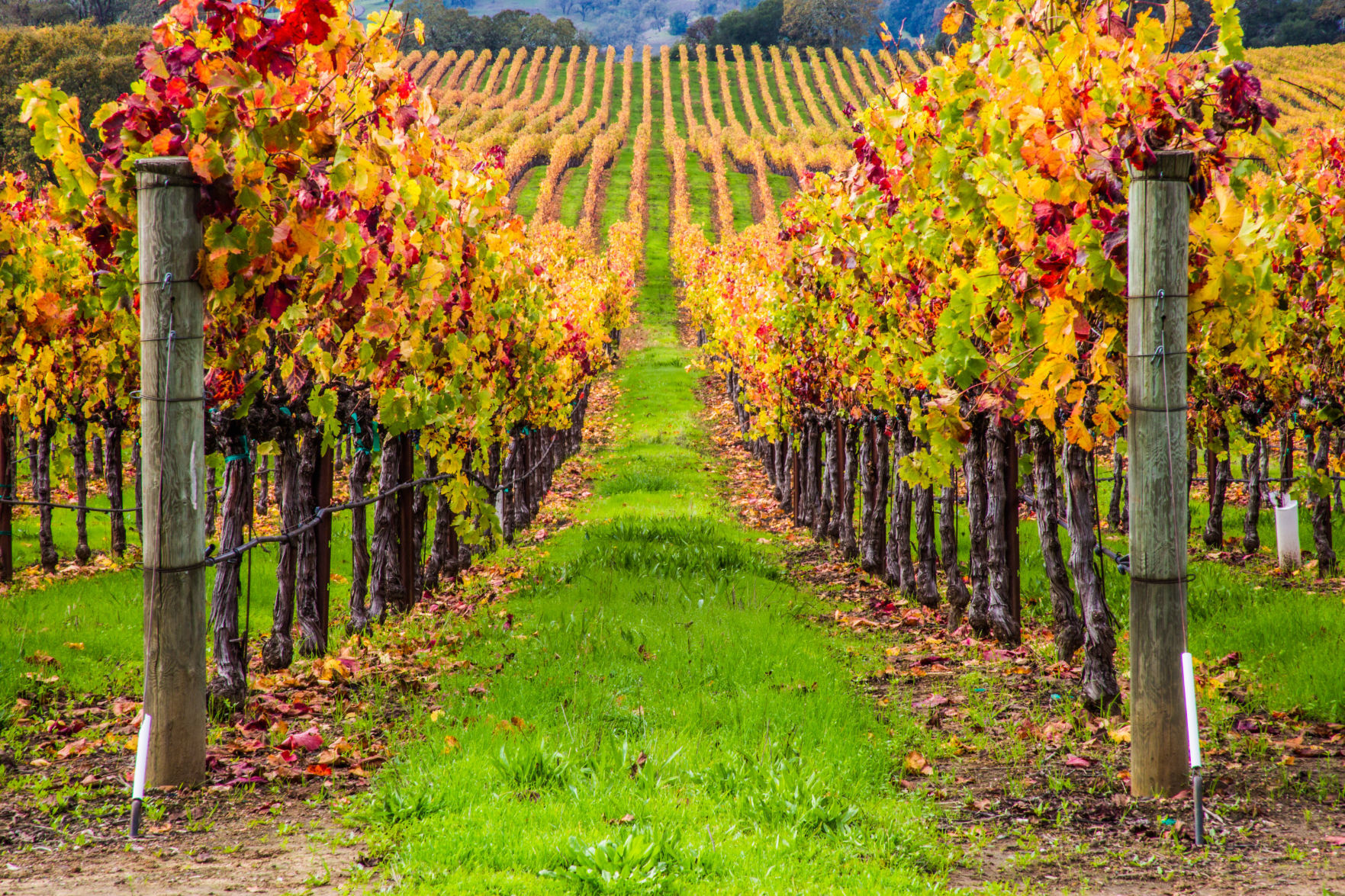 line of vines